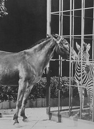 Francis the Talking Mule