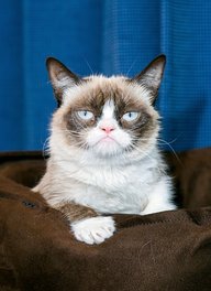 Grumpy Cat
