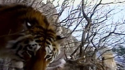 Siberian Tiger Quest