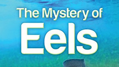 The Mystery of Eels