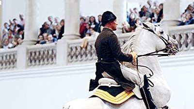 Legendary White Stallions