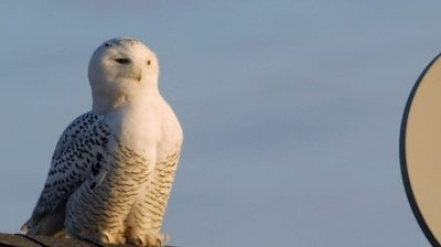 Magic of the Snowy Owl