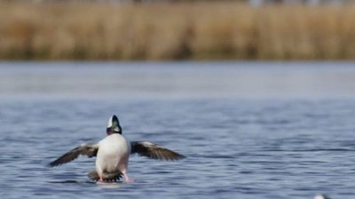 An Original DUCKumentary