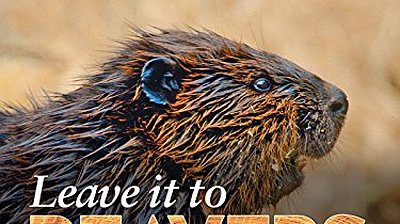 Leave It to Beavers