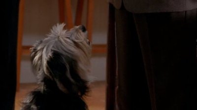 Mr. Monk and the Dog
