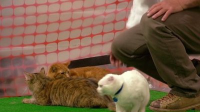 Mythssion Impossible