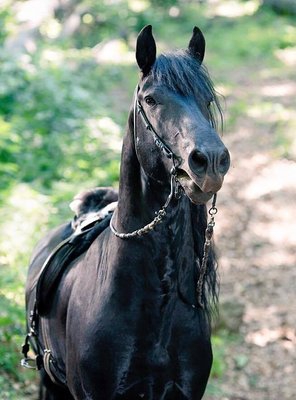 Poster of Albion: The Enchanted Stallion